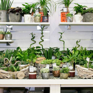 plants display plants display