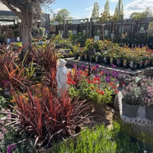 Blue Diamond Garden Centre at Springfields Blue Diamond Garden Centre at Springfields