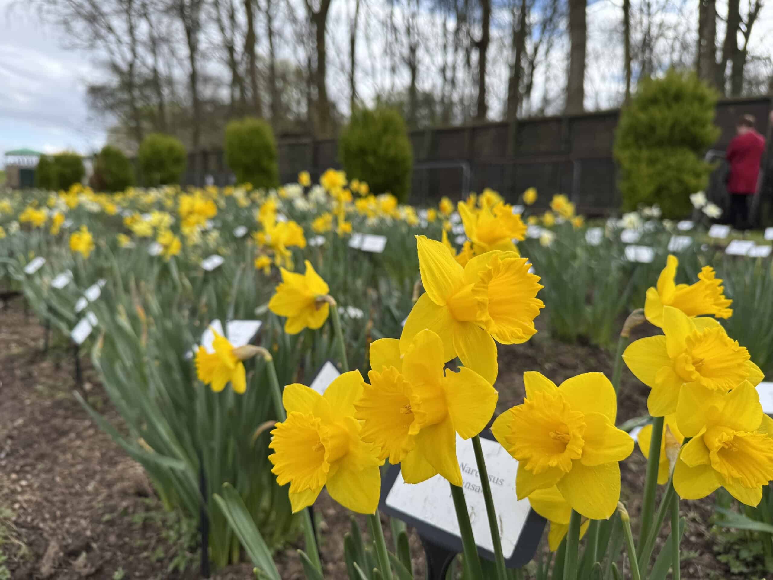 Daffodils