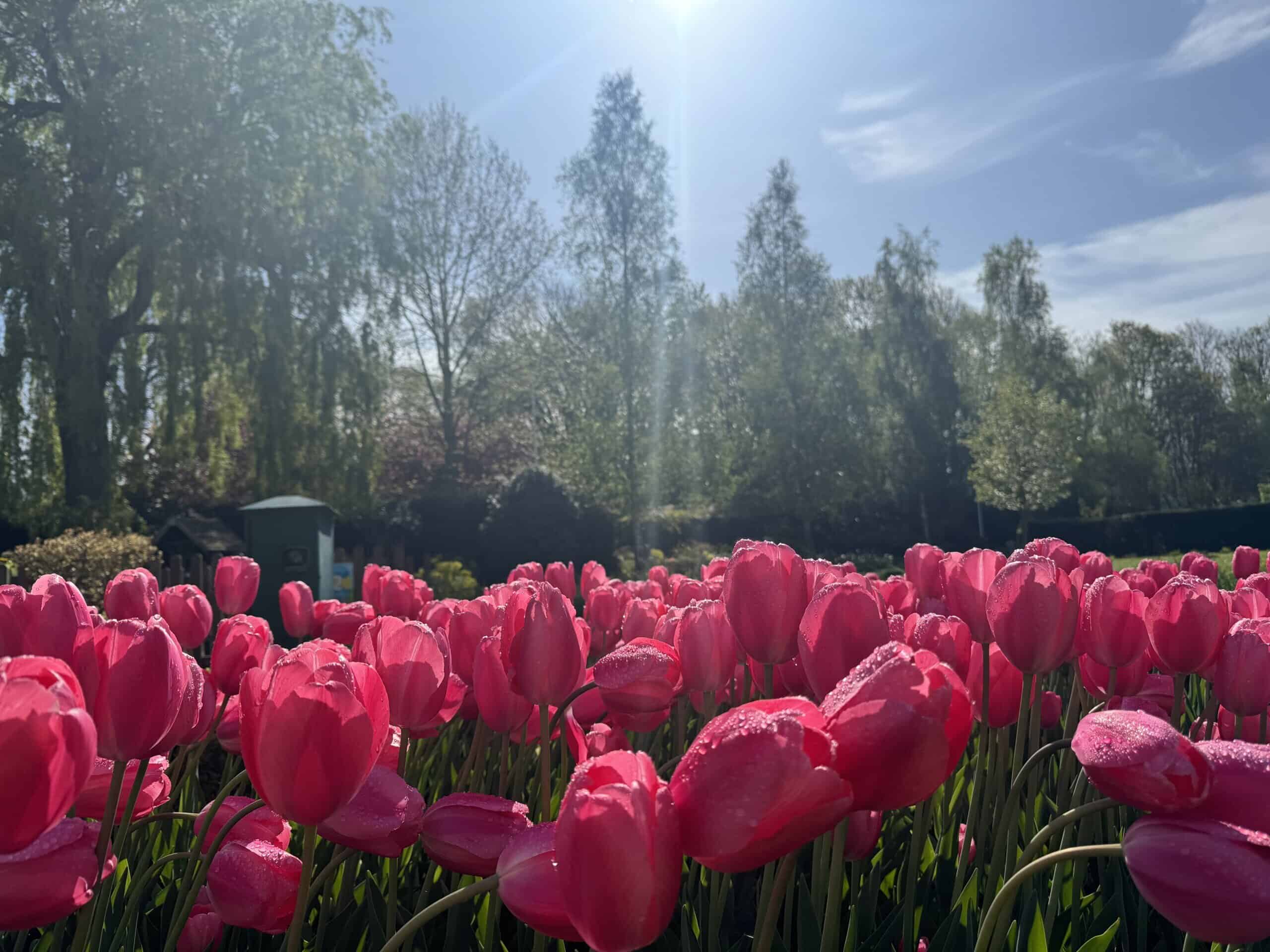 Springfields Tulips